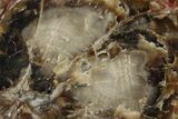 Jurassic Petrified Wood Round - Henry Mountain, Utah #244770-1